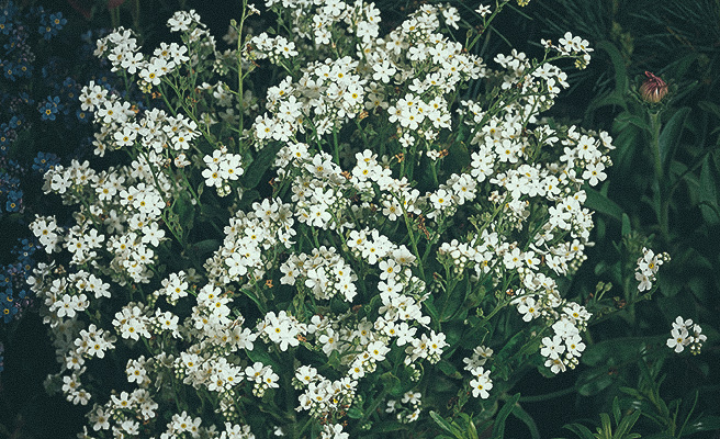 8579 Myosotis sylvatica Snowsylva